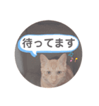 ねこの日常 (茶トラとはちわれ 2 )（個別スタンプ：2）