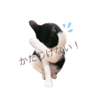 ねこの日常 (茶トラとはちわれ 2 )（個別スタンプ：3）