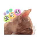 ねこの日常 (茶トラとはちわれ 2 )（個別スタンプ：4）
