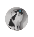 ねこの日常 (茶トラとはちわれ 2 )（個別スタンプ：5）