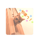 ねこの日常 (茶トラとはちわれ 2 )（個別スタンプ：6）