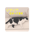 ねこの日常 (茶トラとはちわれ 2 )（個別スタンプ：7）