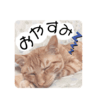 ねこの日常 (茶トラとはちわれ 2 )（個別スタンプ：8）