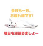 猫スタンプ（ホワとクロ）（個別スタンプ：1）