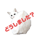 猫スタンプ（ホワとクロ）（個別スタンプ：2）