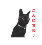 猫スタンプ（ホワとクロ）（個別スタンプ：4）
