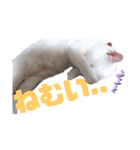 猫スタンプ（ホワとクロ）（個別スタンプ：5）
