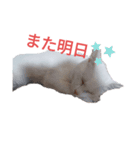 猫スタンプ（ホワとクロ）（個別スタンプ：7）