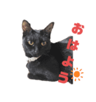 猫スタンプ（ホワとクロ）（個別スタンプ：8）