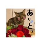 めいちゃんスタンプ続編（個別スタンプ：5）