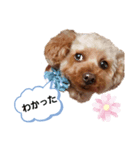 コムコムスタンプ（個別スタンプ：3）