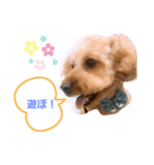 コムコムスタンプ（個別スタンプ：5）