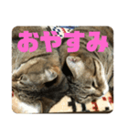 M‘sにゃんこ（個別スタンプ：3）