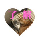 M‘sにゃんこ（個別スタンプ：5）