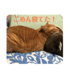 M‘sにゃんこ（個別スタンプ：6）