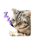 @ggうちのねこ（個別スタンプ：1）