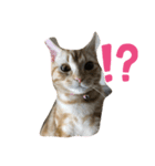 @ggうちのねこ（個別スタンプ：3）