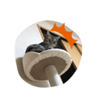@ggうちのねこ（個別スタンプ：5）