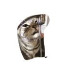 @ggうちのねこ（個別スタンプ：6）