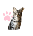 @ggうちのねこ（個別スタンプ：7）