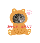 宝石猫ジェマの写真スタンプ（個別スタンプ：8）