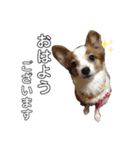 愛犬りんさんのすたんぷ（個別スタンプ：1）