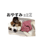 愛犬りんさんのすたんぷ（個別スタンプ：2）