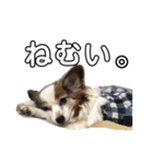 愛犬りんさんのすたんぷ（個別スタンプ：3）