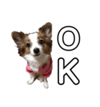愛犬りんさんのすたんぷ（個別スタンプ：4）