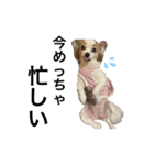 愛犬りんさんのすたんぷ（個別スタンプ：5）