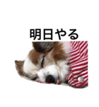 愛犬りんさんのすたんぷ（個別スタンプ：6）