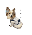 愛犬りんさんのすたんぷ（個別スタンプ：7）