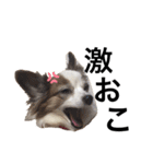愛犬りんさんのすたんぷ（個別スタンプ：8）