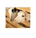 Theme-Theme（個別スタンプ：7）