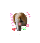 ロップくん（個別スタンプ：8）