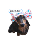 ミニチュアダックスフンドのモカ（個別スタンプ：3）