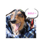 ミニチュアダックスフンドのモカ（個別スタンプ：5）