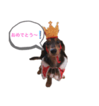 ミニチュアダックスフンドのモカ（個別スタンプ：6）