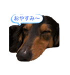 ミニチュアダックスフンドのモカ（個別スタンプ：8）