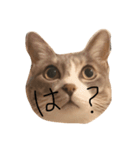 ぐりとくっく（個別スタンプ：1）