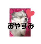ゆりぴの犬スタンプ（個別スタンプ：1）