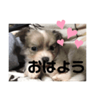 ゆりぴの犬スタンプ（個別スタンプ：2）