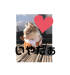 ゆりぴの犬スタンプ（個別スタンプ：3）