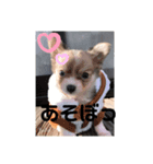ゆりぴの犬スタンプ（個別スタンプ：4）