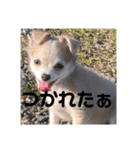 ゆりぴの犬スタンプ（個別スタンプ：5）