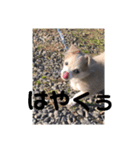 ゆりぴの犬スタンプ（個別スタンプ：6）