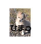 ゆりぴの犬スタンプ（個別スタンプ：8）