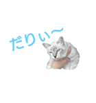 コンソメstamp3（個別スタンプ：5）