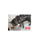 キレ猫まにゃたん（個別スタンプ：7）