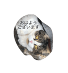 まるchan（個別スタンプ：2）
